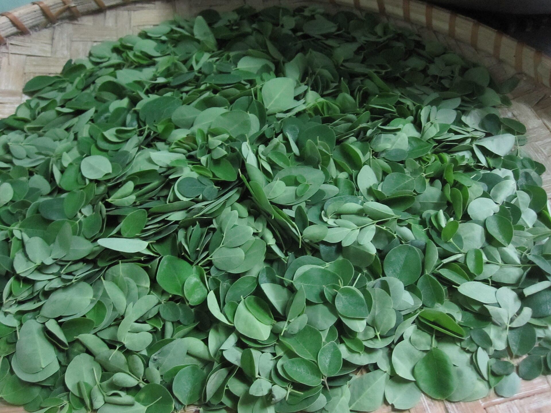 Fresh moringa leaves in a woven basket